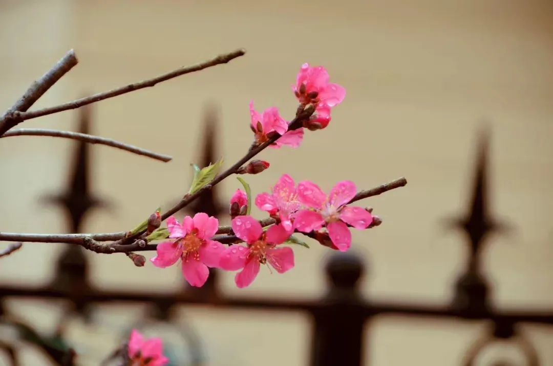 福建两广种不好月季？种欧月13年的猫姐，在广东折腾出花开四季的玫瑰园！