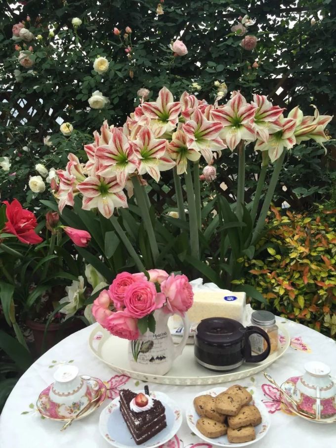 洋葱 开花好仙气 球根植物养护分享 这么做花量大 花色艳 绝美 盆栽 什么值得买