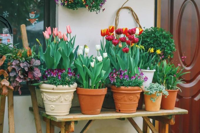 洋葱 开花好仙气 球根植物养护分享 这么做花量大 花色艳 绝美 盆栽 什么值得买