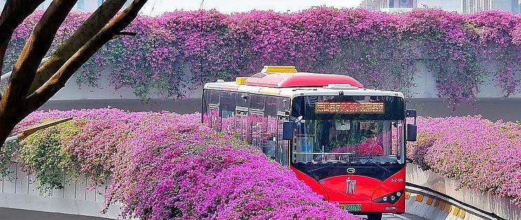 冬季也能花开满园 介绍几种适合岭南秋冬都能盛放的花花 鲜花绿植 什么值得买