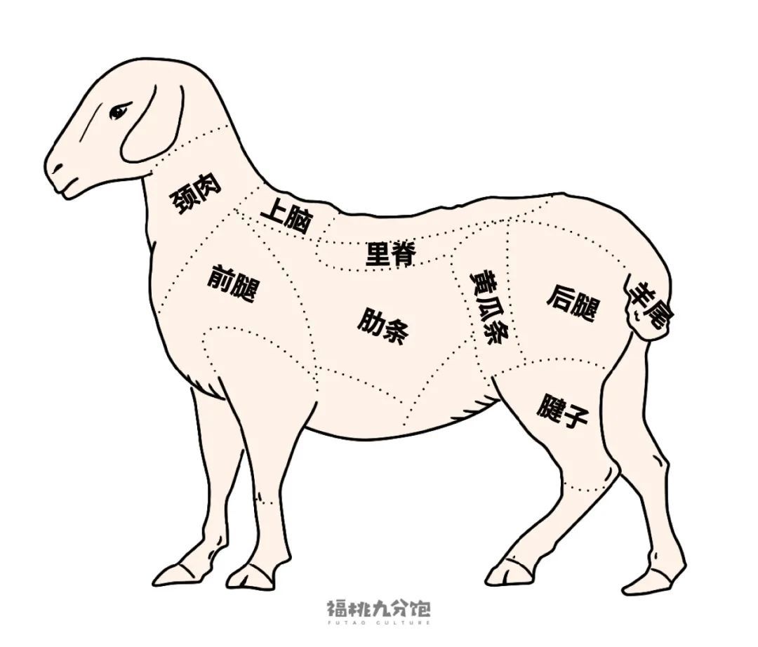 羊全身解剖图图片