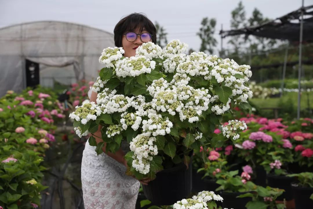 如何花最少钱拥有最多花，84款绣球实拍+日常养护方法，助力你的阳台花园梦