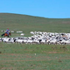蒙古捐的三万只羊，可以做多少盘涮羊肉？