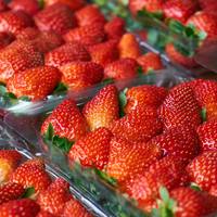 食客：草莓大赏——又到草莓季，聊聊那些关于草莓的二三事