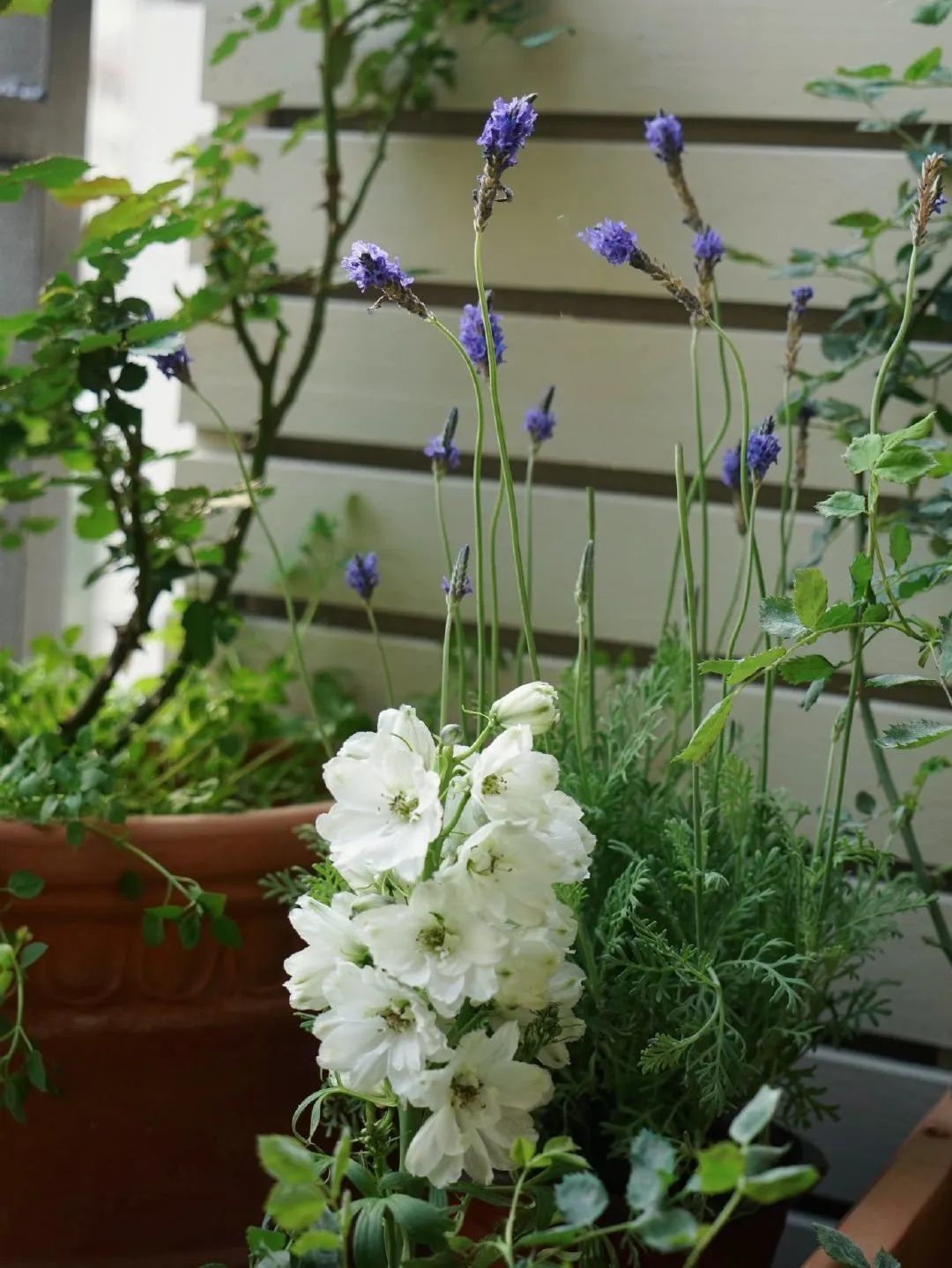 她用1年打造仙女风花园，20㎡南北阳台100多盆花，四季都有花开