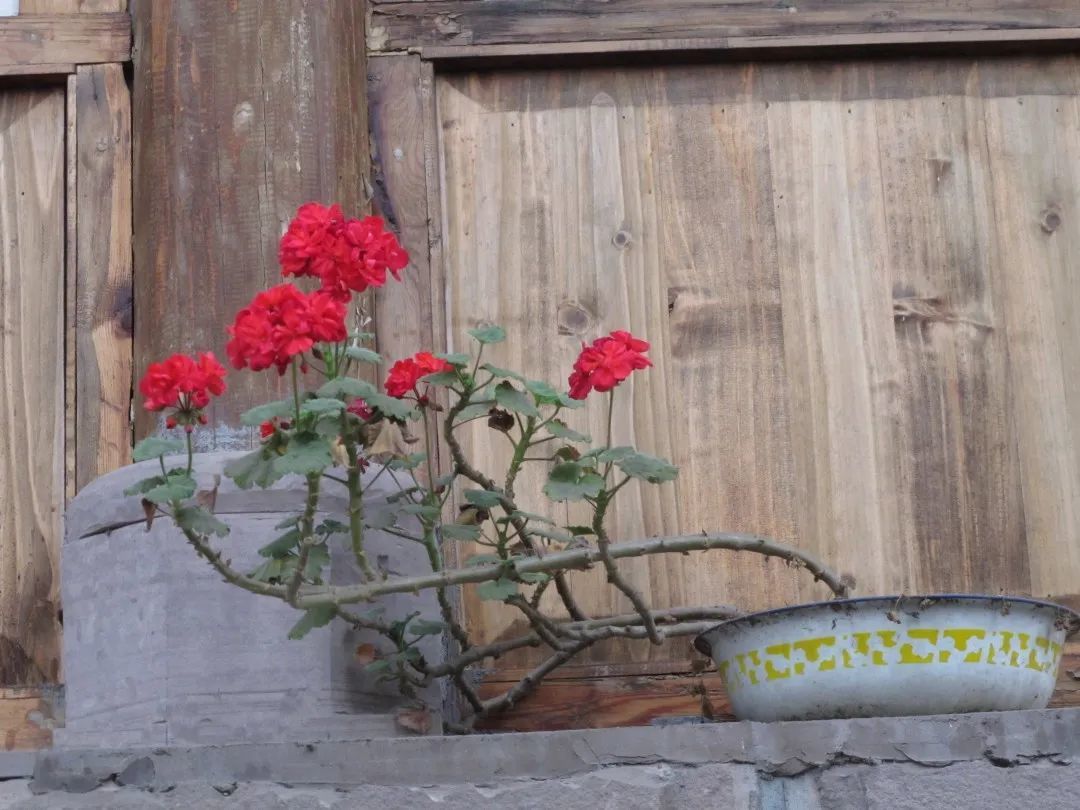 北阳台养不了开花植物？四川人的本命天竺葵，花多又好养，分类、养护方法都在这