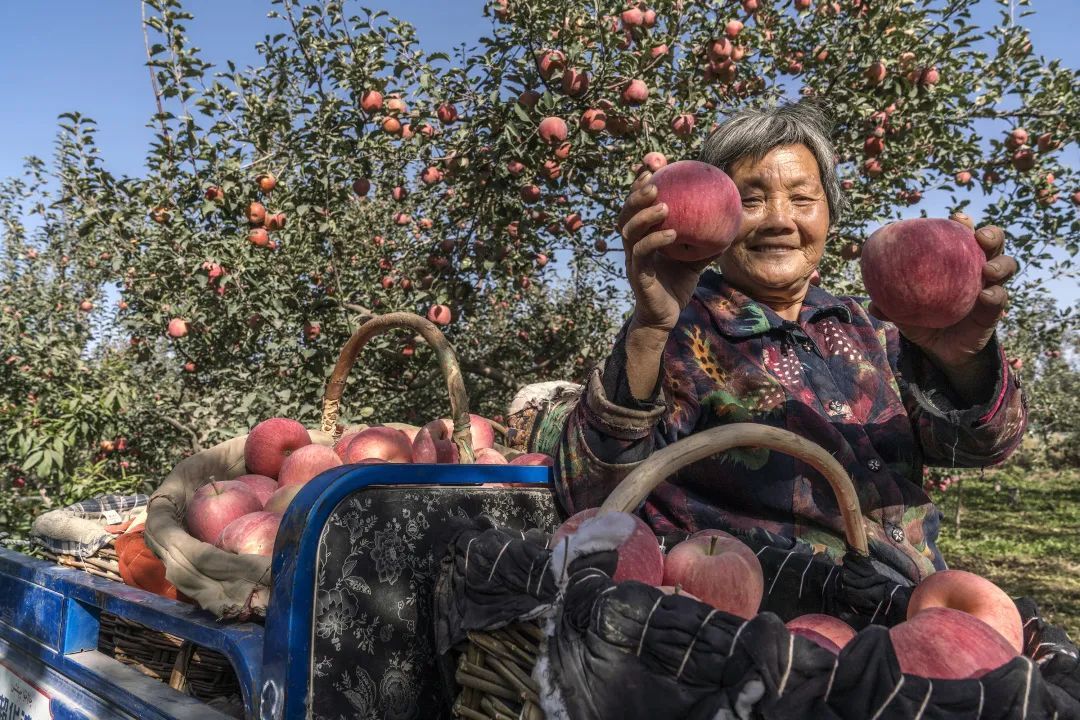 新疆阿克苏，谢谢你的大苹果！