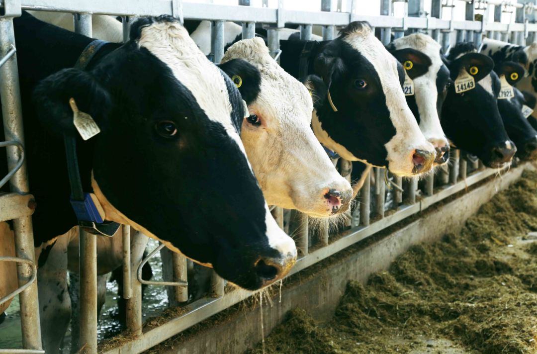4年年销15亿的认养一头牛，推出高端A2牛奶新品！