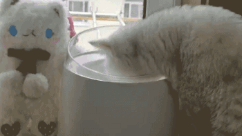 “双十一”送给猫主子一台饮水机，作为一名铲屎官的自我修养