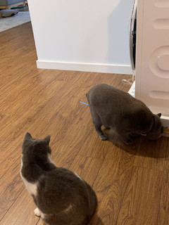 热泵干衣机和猫咪