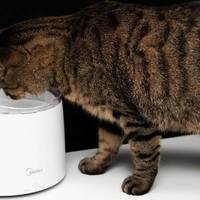 君的生活日志 篇二十五：尿路感染、尿结晶？猫咪饮水机解决猫咪不喝水的问题