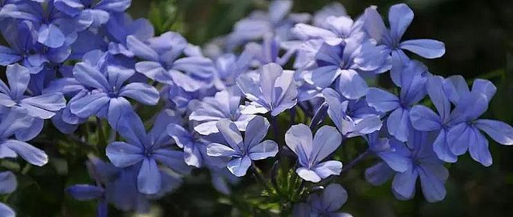 冬季也能花开满园 介绍几种适合岭南秋冬都能盛放的花花 第二季 鲜花绿植 什么值得买