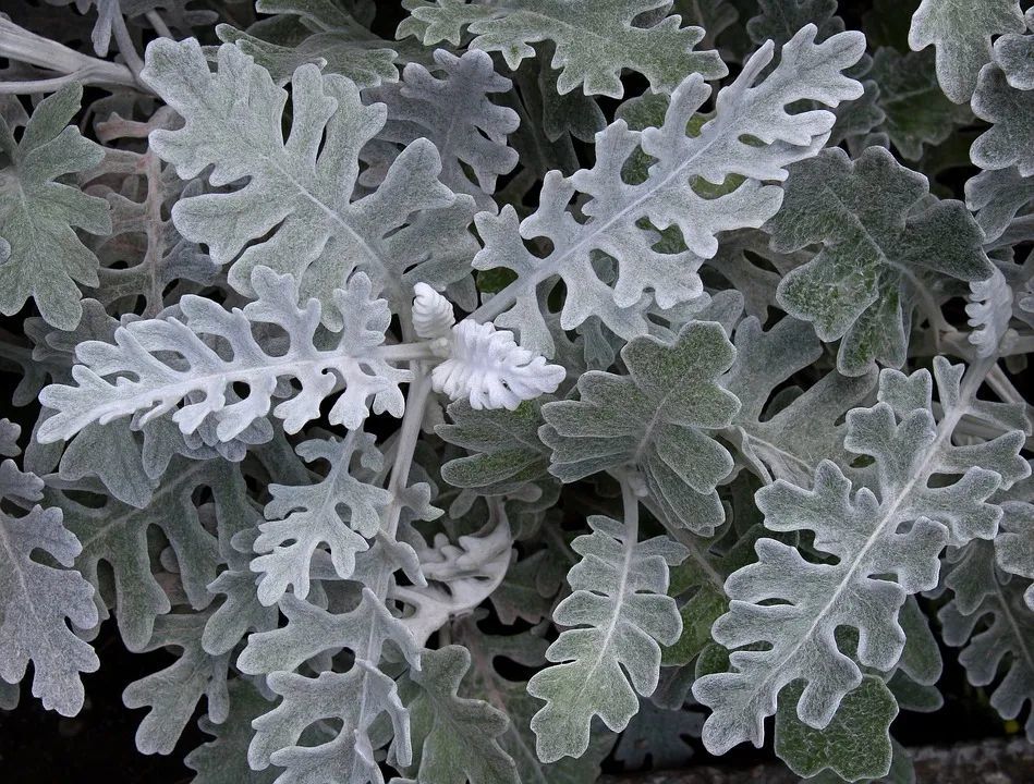 冬季专属！高级银灰调植物推荐，打开冬季最美篇章～