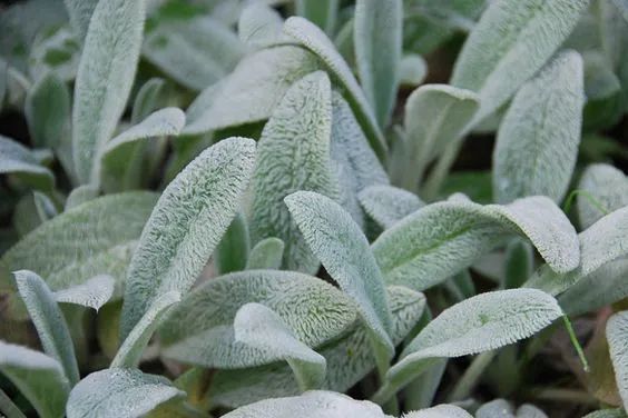 冬季专属！高级银灰调植物推荐，打开冬季最美篇章～