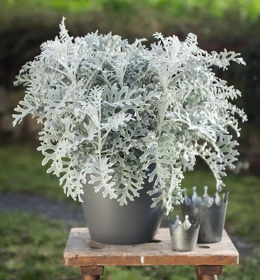冬季专属！高级银灰调植物推荐，打开冬季最美篇章～