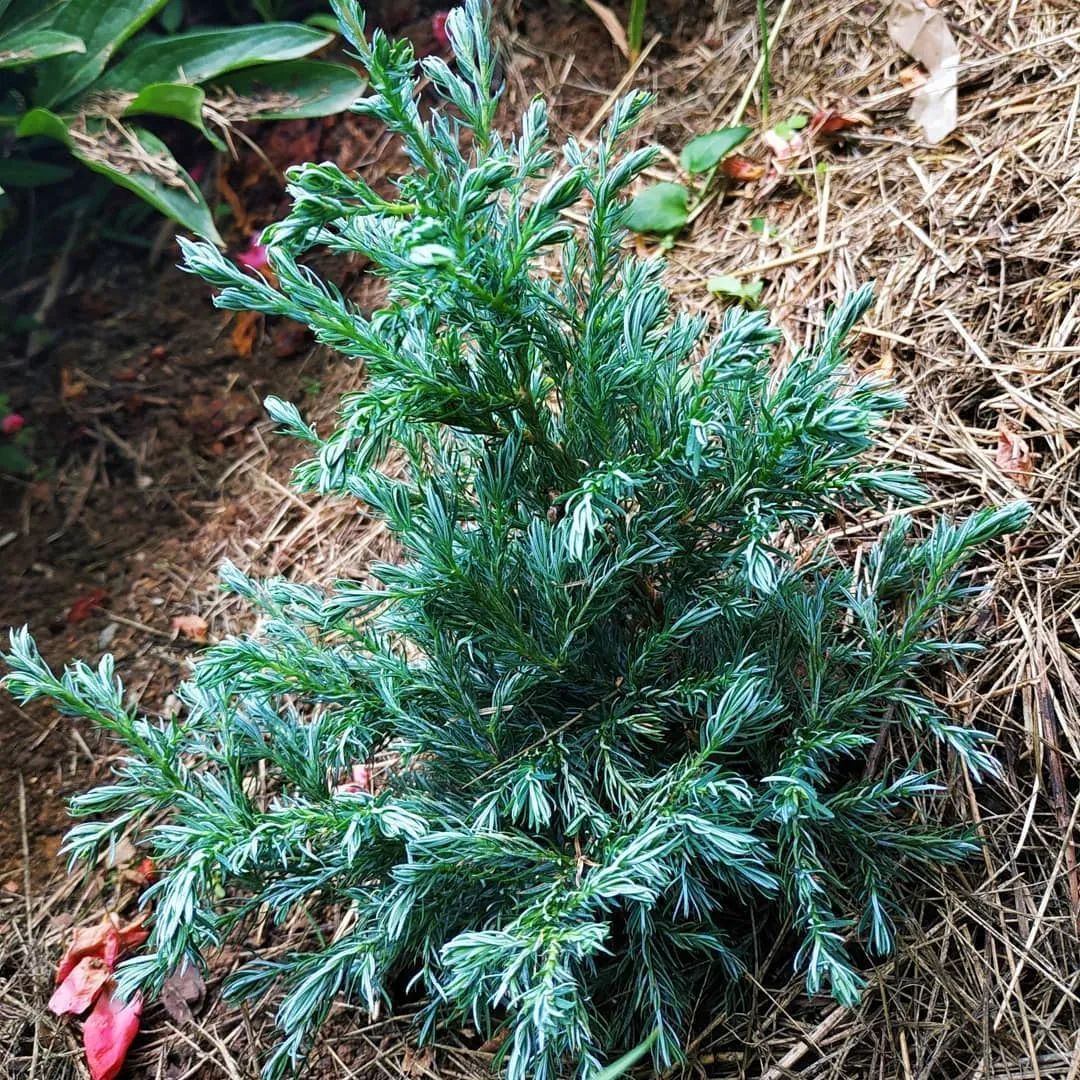 冬季专属！高级银灰调植物推荐，打开冬季最美篇章～