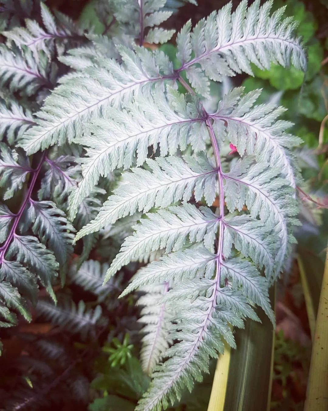 冬季专属！高级银灰调植物推荐，打开冬季最美篇章～