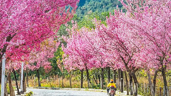 旅行其实很简单 篇八百八十六：云南最最最当季的玩法，去淋一场樱花雨啊！ 