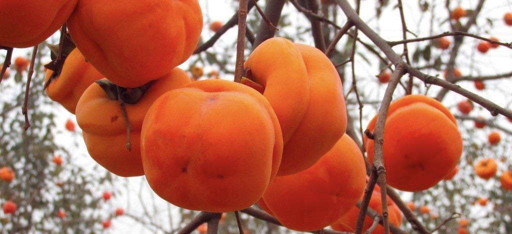 全国有哪些好吃的柿子，用火红和甜蜜点亮秋冬？