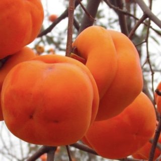 全国有哪些好吃的柿子，用火红和甜蜜点亮秋冬？