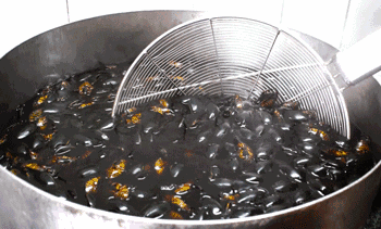 在广东吃过一次水蟑螂治好了密集恐惧症