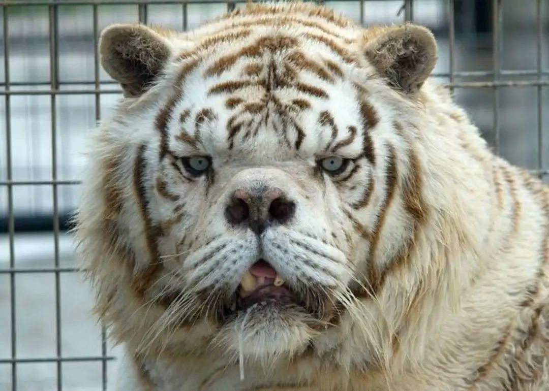 “罕见”白虎背负了人类的偏爱、贪婪，和近亲繁殖的痛苦