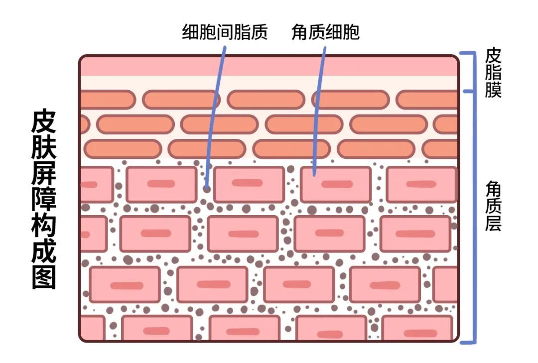 细胞间脂质是连接砖块的灰浆健康的皮肤屏障有着稳定「砖墙」结构抵抗