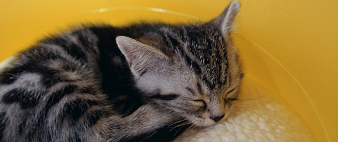 什么是猫草片 它有什么作用 宠物营养 什么值得买