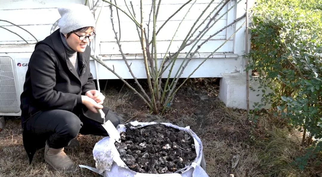 春天爆花的秘密！海妈教你鱼肠堆肥、枯叶堆肥的正确操作方式