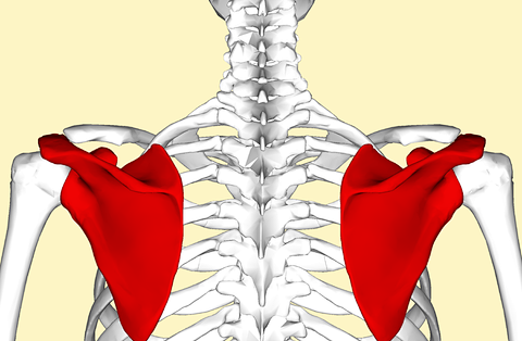 这样的蝴蝶骨很美不用羡慕得治