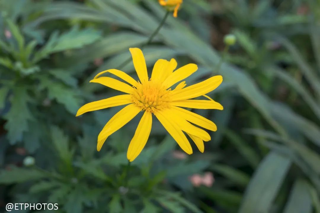 佳能RF50mm F1.8 STM试拍与简测