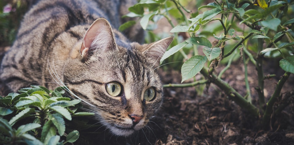 “我喂的流浪猫，在大火中救了我的命”