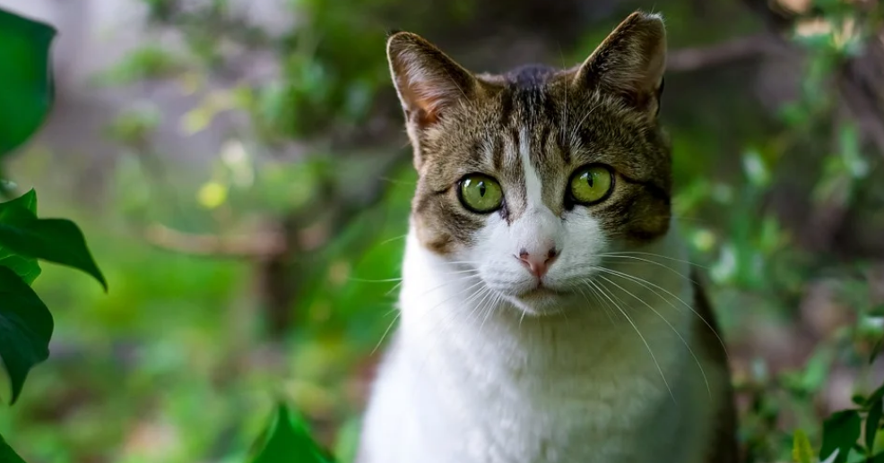 “我喂的流浪猫，在大火中救了我的命”