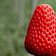  红颜草莓，草莓里的“模范生”，不“红”才怪　