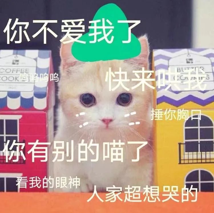 救了一只流浪猫，可我的原住猫却走了···