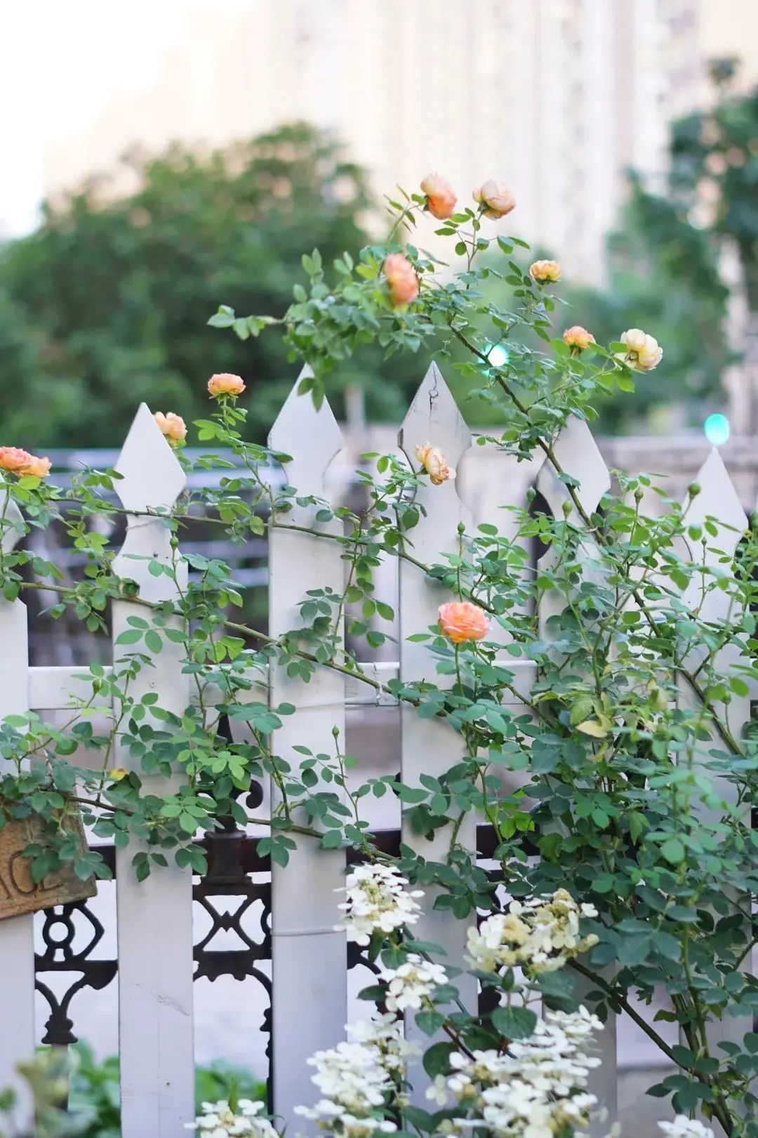  北方花艺师用6年，把200㎡都市荒院，改造成梦幻的爱丽丝仙境
