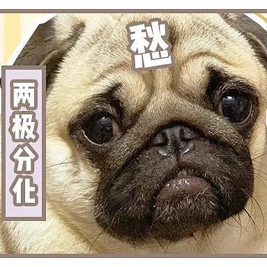 今年最后一篇小颗粒狗粮测评，速看！