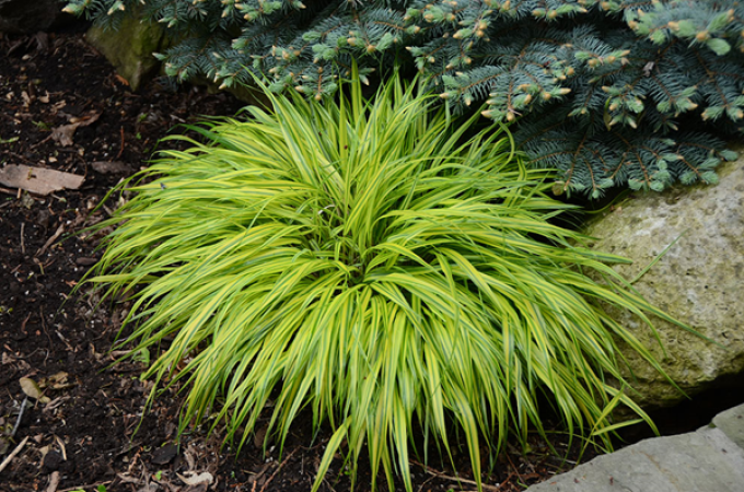 冬季适合养的植物有哪些?生命力强个个是网红植物!_家居家装_什么值得