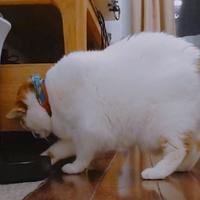 猫咪自动喂食机—干饭王的选择，派旺PF102 or 派旺F3 ？