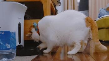 猫咪自动喂食机—干饭王的选择，派旺PF102 or 派旺F3 ？