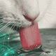 怎样让猫咪多喝水及低成本搭配猫咪饮水装置