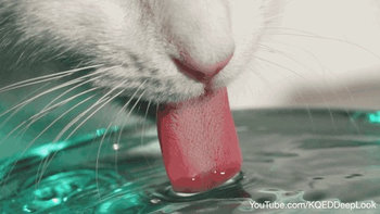 宠物好物推荐 篇一：怎样让猫咪多喝水及低成本搭配猫咪饮水装置 