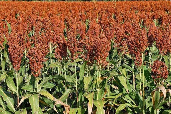 景芝白乾小酌一口能品出芝麻香