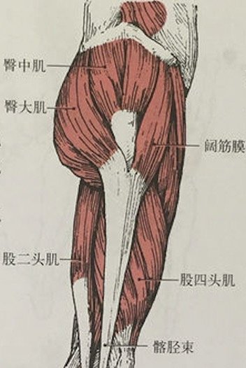 臀,腿肌肉群:臀大肌,臀中肌,臀小肌,股四头肌,股二头肌要说腹部训练