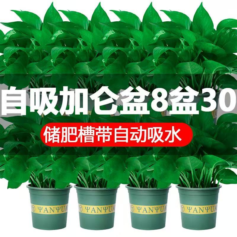 总结2020几个温度单品，暖化30年学区老破小，越住越有味道