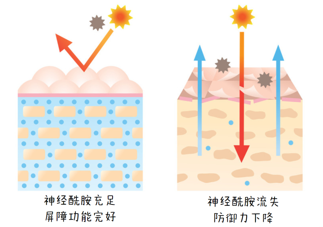 成分扒皮 | 顶流大腕神经酰胺难道只有流量！？