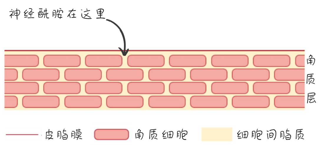 成分扒皮 | 顶流大腕神经酰胺难道只有流量！？