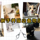 迎接猫猫回家：新手养猫必备物品