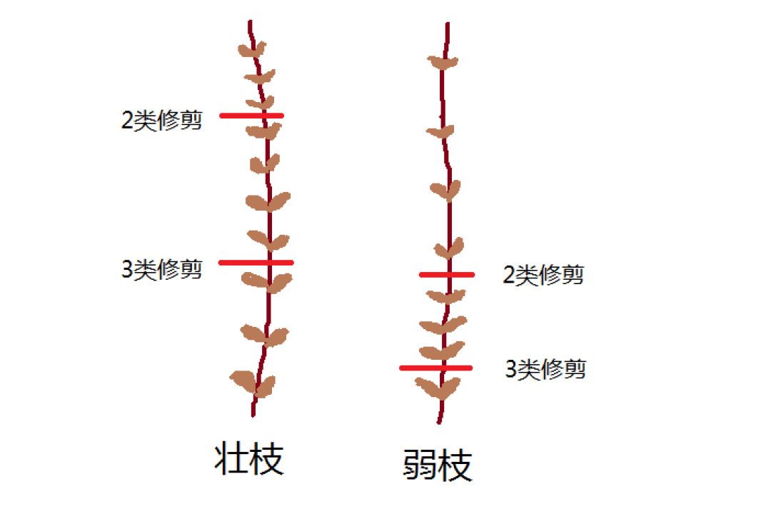 60年一遇的寒冬，我的植物，该拿你们怎么办