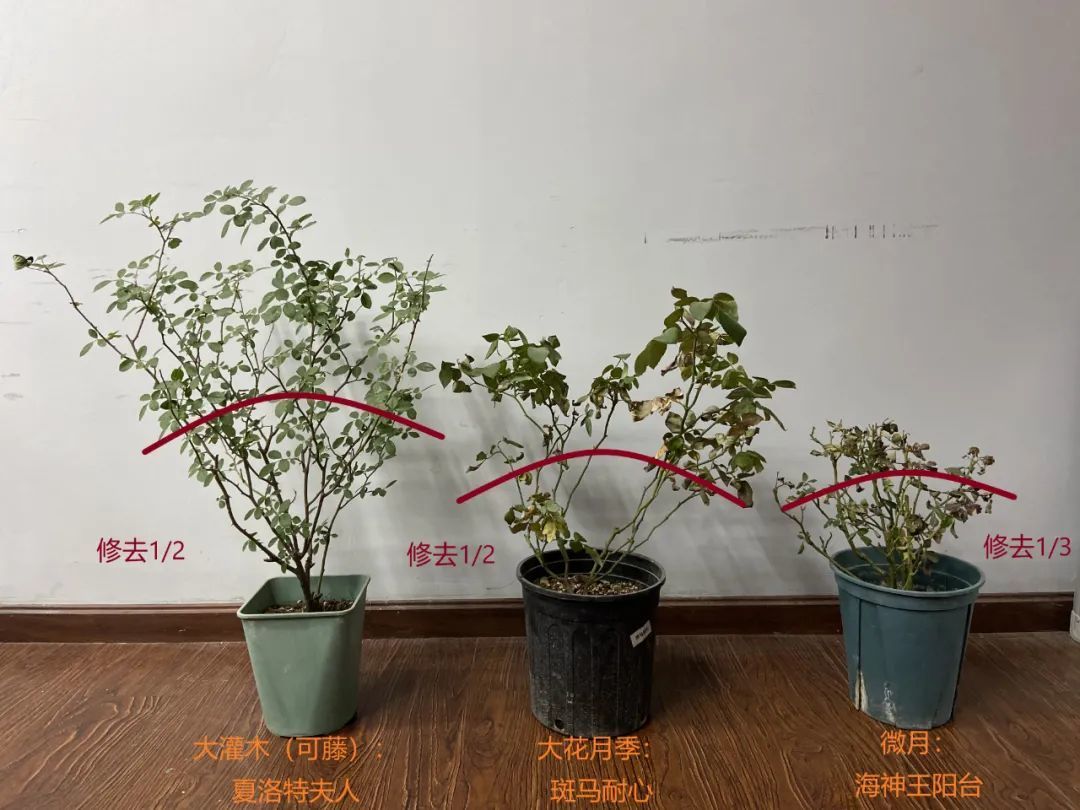 60年一遇的寒冬，我的植物，该拿你们怎么办